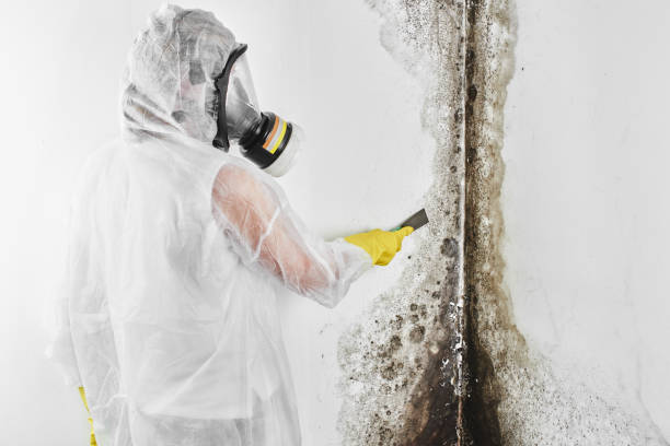 Best Mold Removal Company Near Me  in Marshall, MI