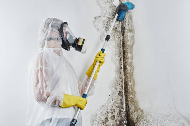 Best Home Mold Removal  in Marshall, MI