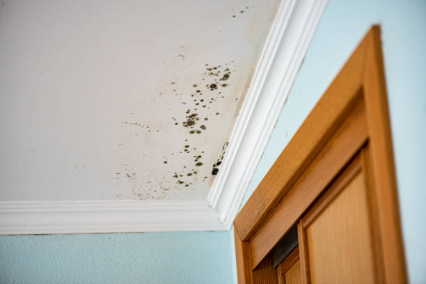 Best Attic Mold Removal  in Marshall, MI