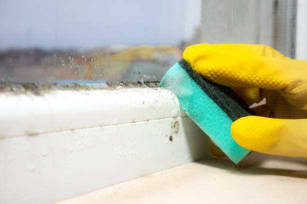 Best Certified Mold Removal  in Marshall, MI