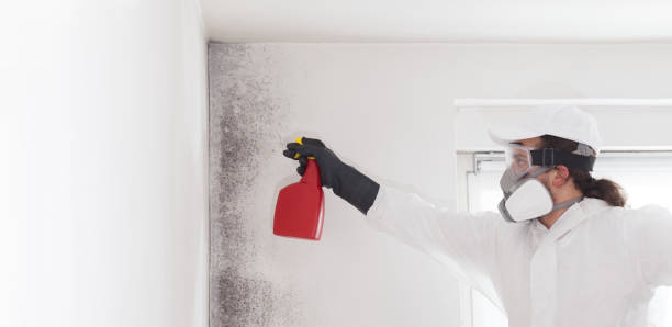 Best Mold Remediation  in Marshall, MI