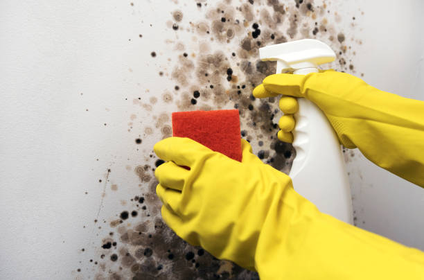 Best Same-Day Mold Removal  in Marshall, MI