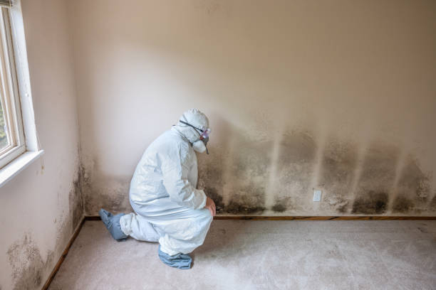 Trusted Marshall, MI Mold Removal Experts