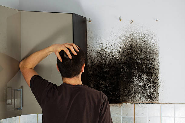 Best Emergency Mold Removal  in Marshall, MI