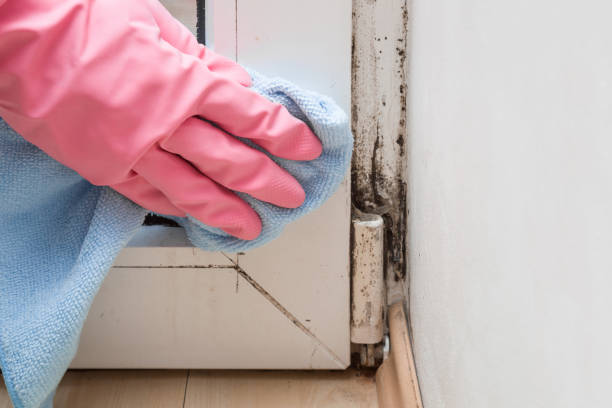 Mold Removal and Inspection in Marshall, MI