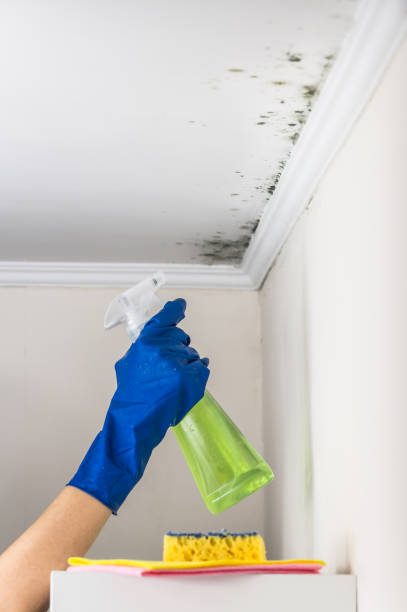 Best Mold Cleaning Services  in Marshall, MI